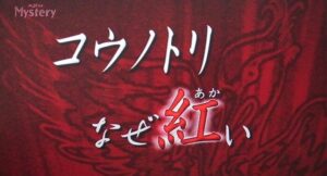 薬師丸ひろ子　NHK カメラマン　彼氏　現在の夫　馴れ初め