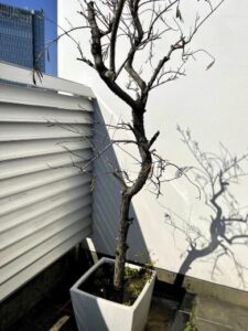 高橋克典　自宅　外観　間取り　価格