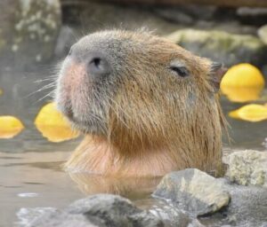 藤咲凪 再婚相手 誰 年齢 職業